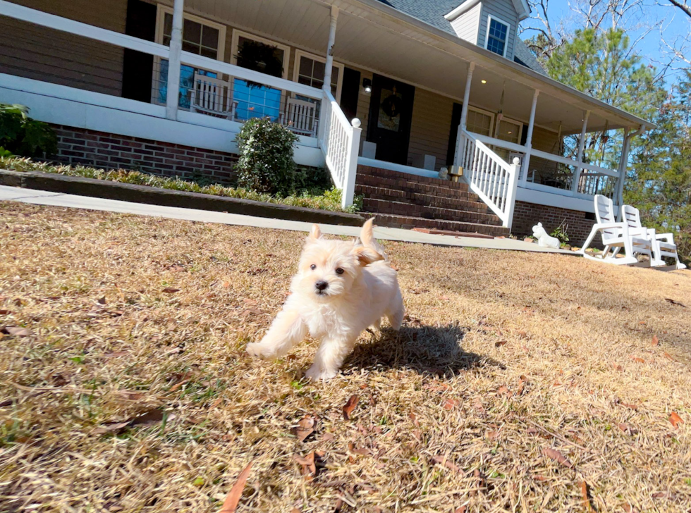 Maltipoo Pup Being Cute