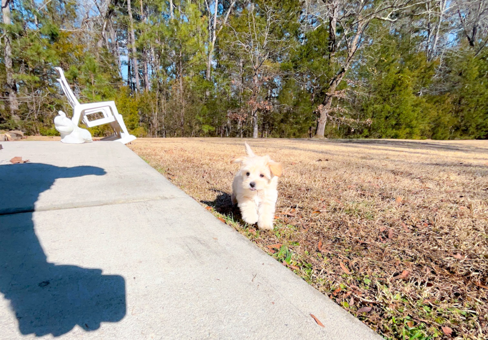 Cute Malt a Poo Poodle Mix Puppy