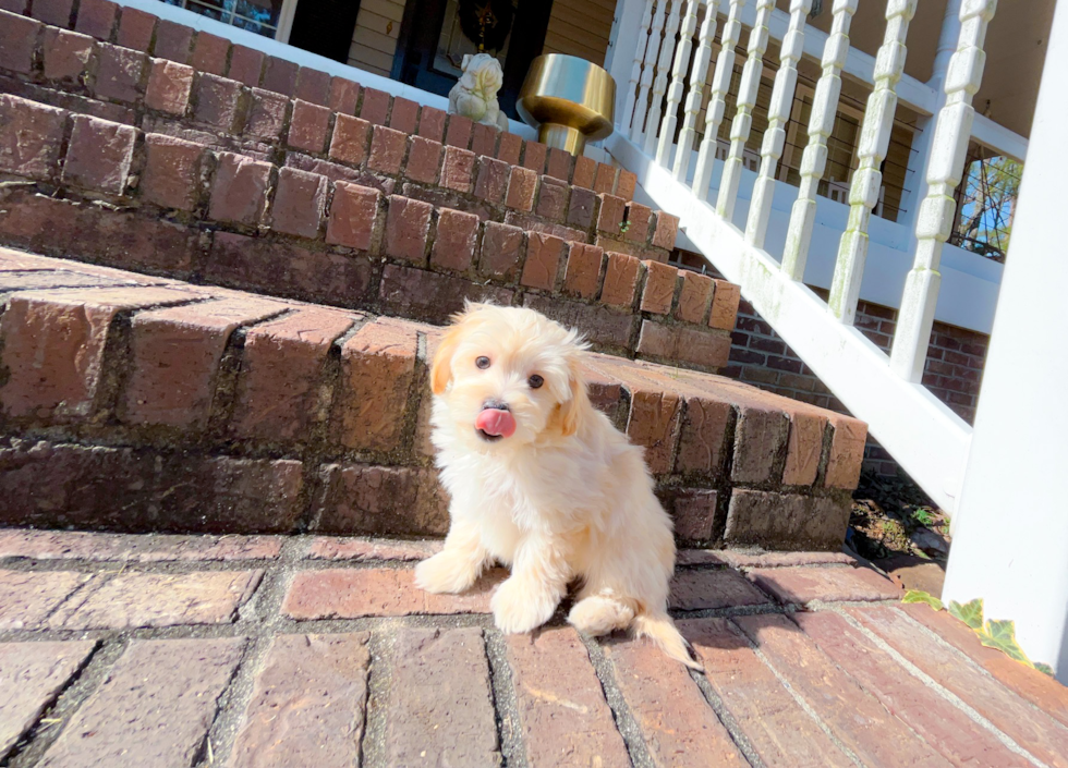 Maltipoo Puppy for Adoption