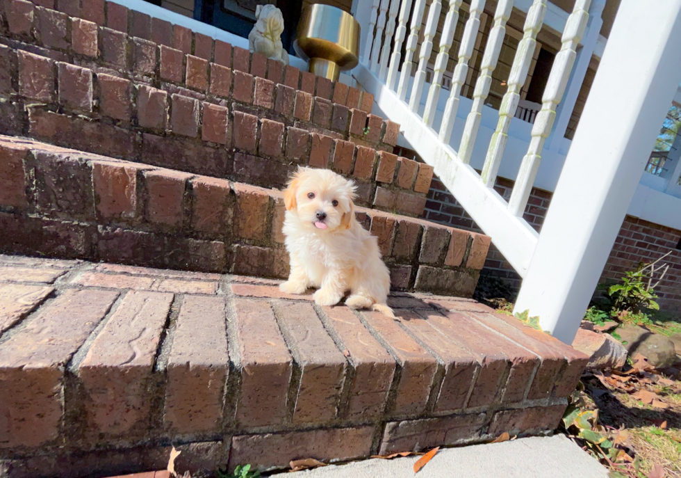 Maltipoo Puppy for Adoption