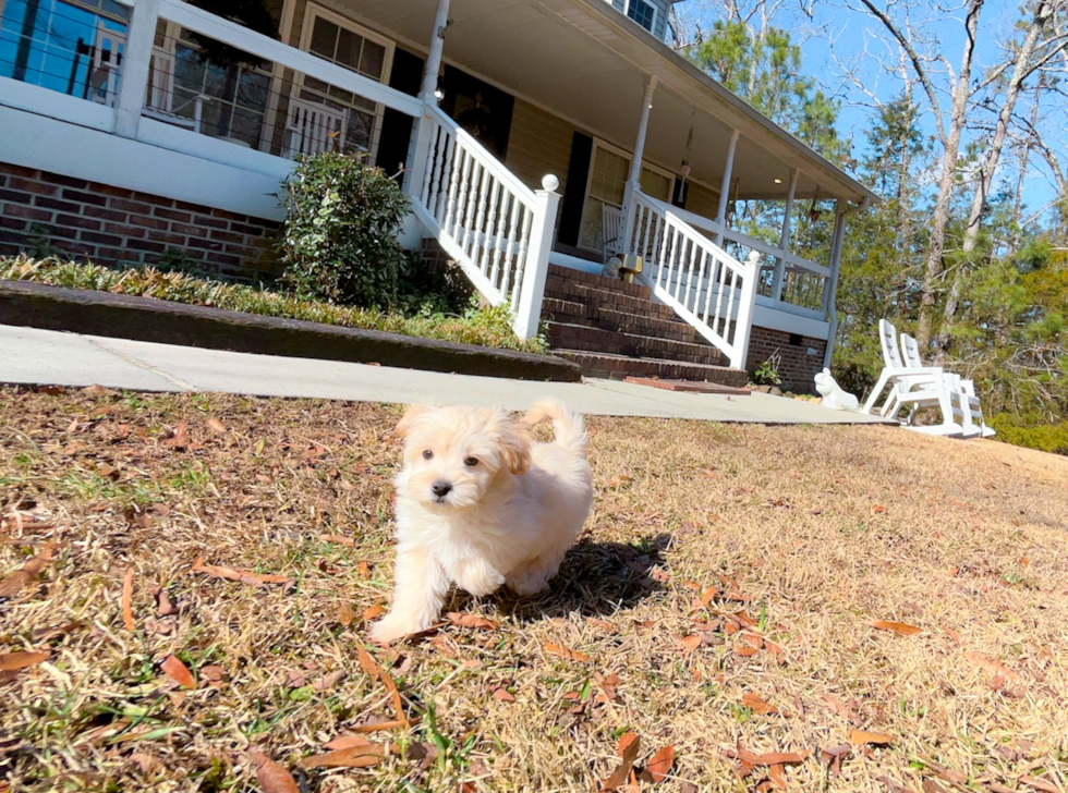 Cute Malt a Poo Poodle Mix Puppy