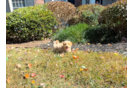 Maltipoo Puppy for Adoption