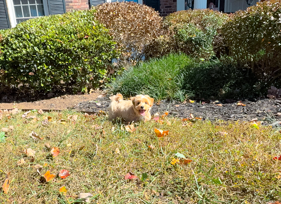Maltipoo Puppy for Adoption