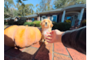 Cute Maltipoo Poodle Mix Pup