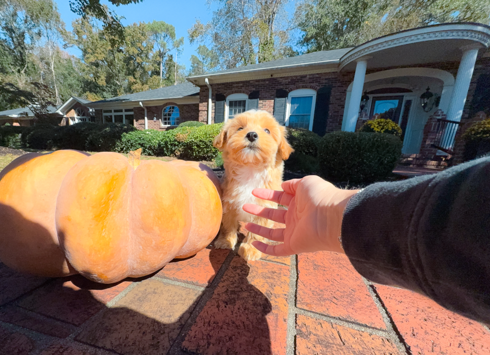 Cute Maltipoo Poodle Mix Pup