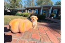 Cute Maltipoo Poodle Mix Pup