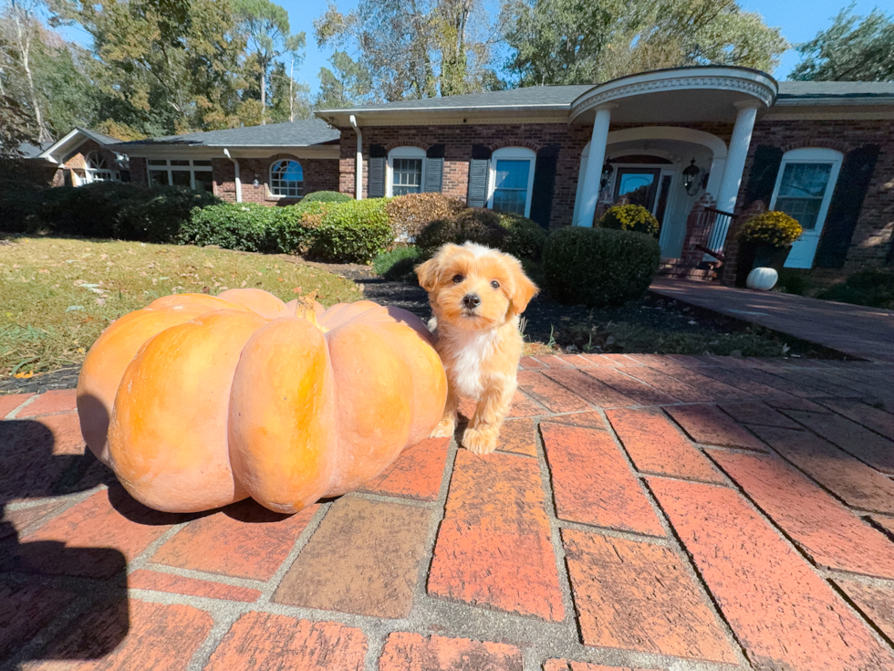 Cute Maltipoo Poodle Mix Pup