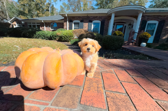 Cute Maltipoo Poodle Mix Pup