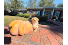 Maltipoo Puppy for Adoption