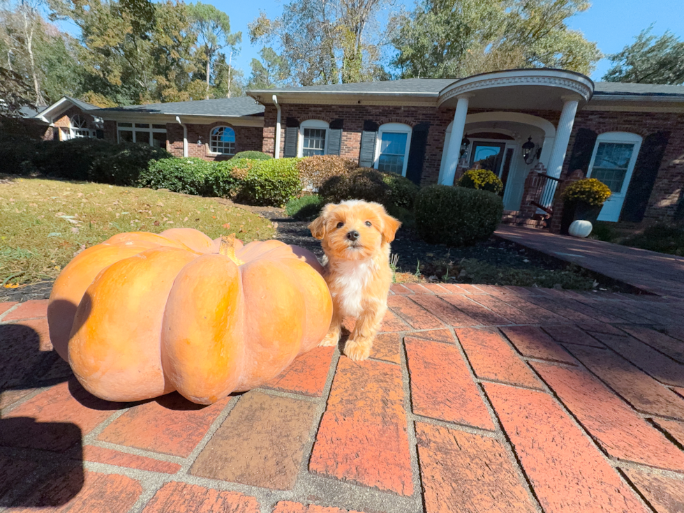 Maltipoo Puppy for Adoption
