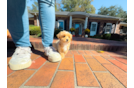 Cute Maltipoo Baby