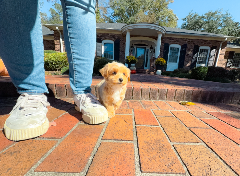Cute Maltipoo Baby