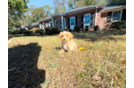Cute Malt a Poo Poodle Mix Puppy