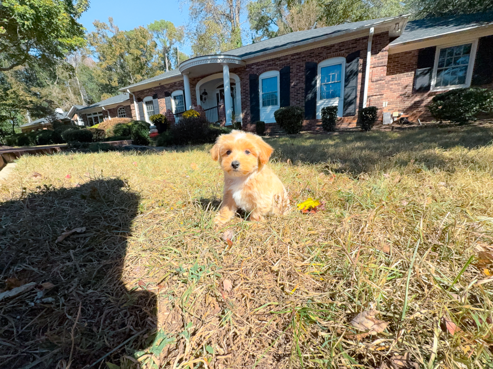 Cute Malt a Poo Poodle Mix Puppy