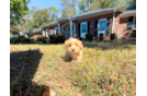 Maltipoo Puppy for Adoption