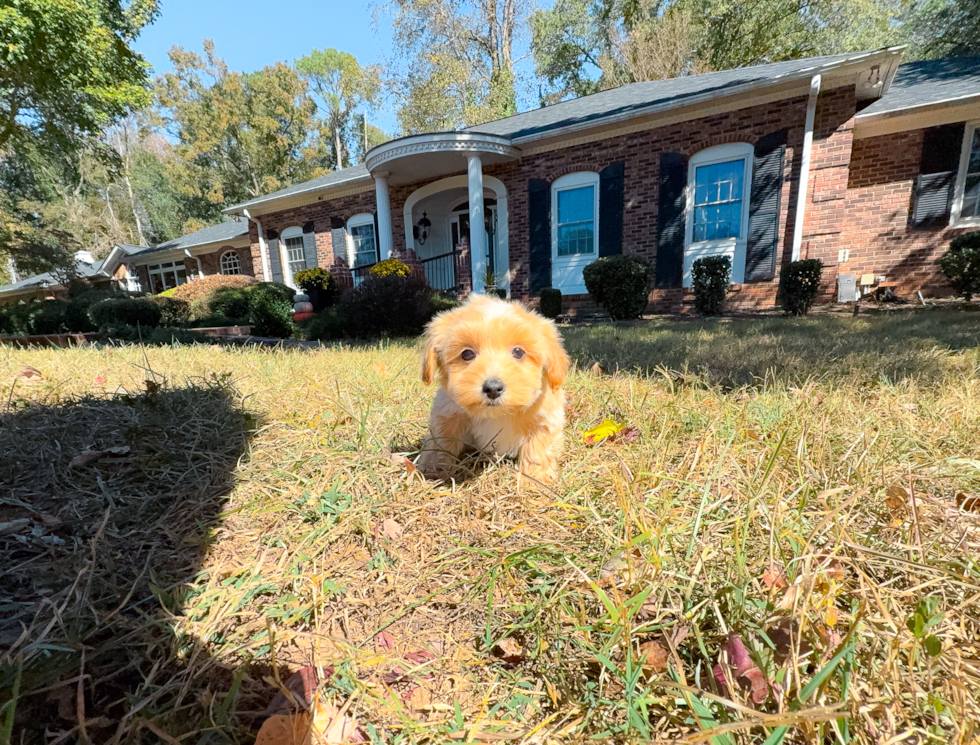 Maltipoo Puppy for Adoption