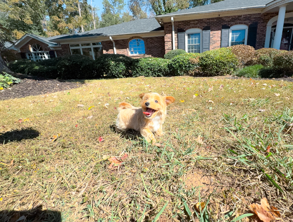 Cute Maltipoo Poodle Mix Pup