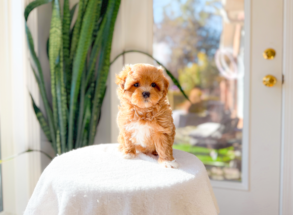 Maltipoo Pup Being Cute