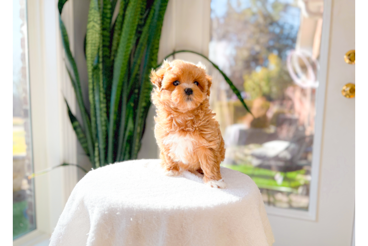Cute Maltipoo Poodle Mix Pup