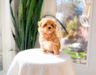 10 week old Maltipoo Puppy For Sale - Simply Southern Pups