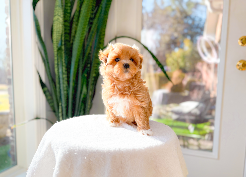 Cute Maltipoo Poodle Mix Pup