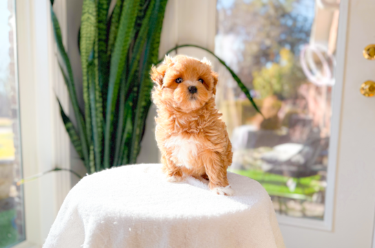 Cute Maltipoo Poodle Mix Pup
