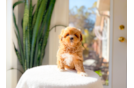 Cute Maltipoo Baby