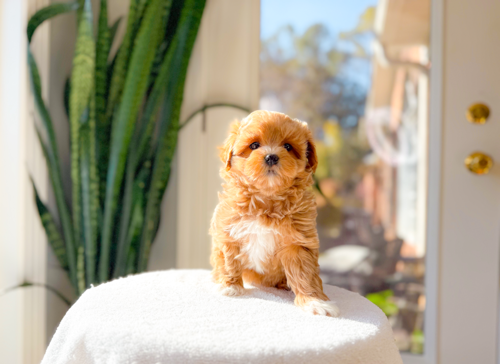 Cute Maltipoo Baby