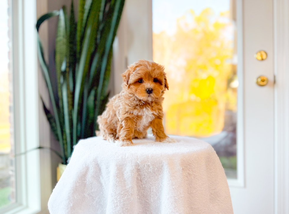 Cute Malt a Poo Poodle Mix Puppy