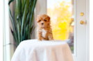 Cute Maltipoo Baby
