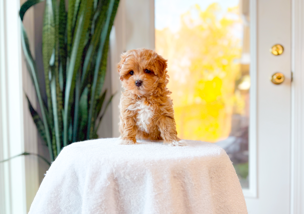 Cute Maltipoo Baby