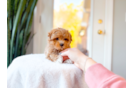 Cute Maltipoo Poodle Mix Pup