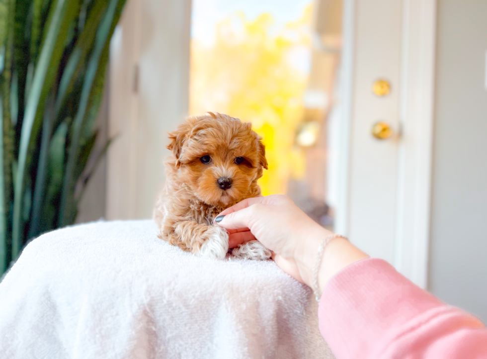 Cute Maltipoo Poodle Mix Pup