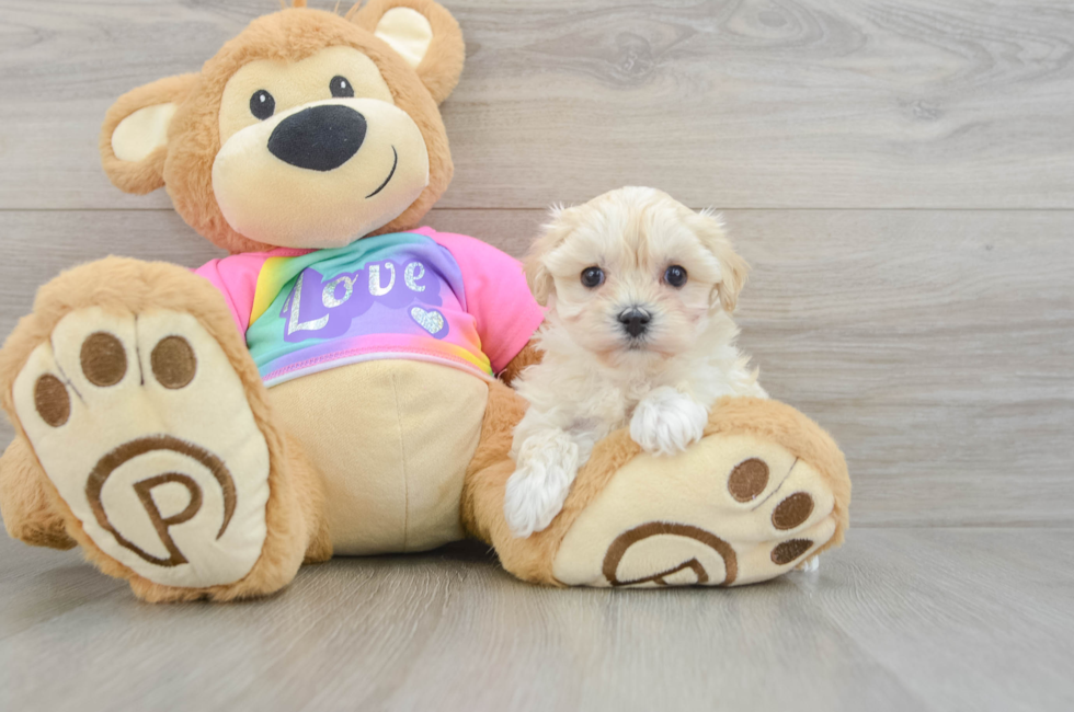 6 week old Maltipoo Puppy For Sale - Simply Southern Pups