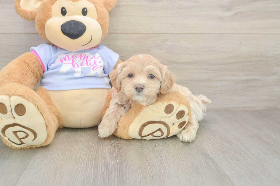 6 week old Maltipoo Puppy For Sale - Simply Southern Pups
