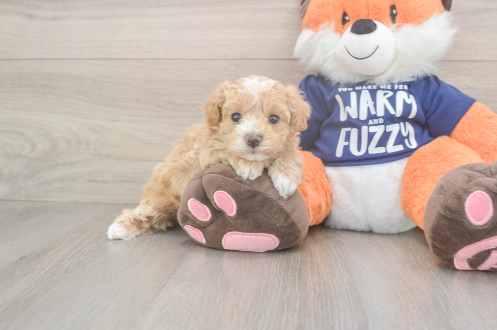 5 week old Maltipoo Puppy For Sale - Simply Southern Pups