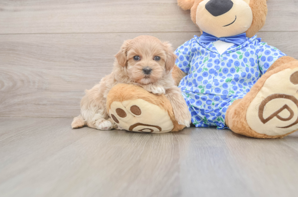 7 week old Maltipoo Puppy For Sale - Simply Southern Pups