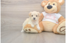Best Maltipoo Baby