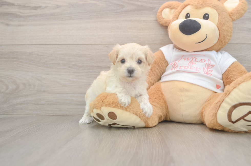 5 week old Maltipoo Puppy For Sale - Simply Southern Pups