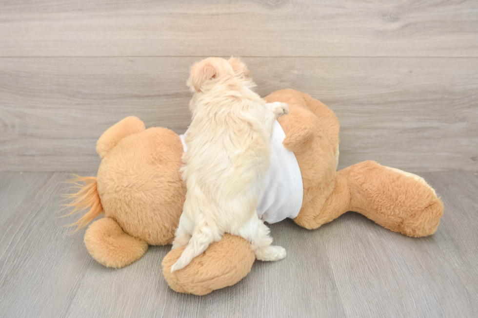 Maltipoo Puppy for Adoption
