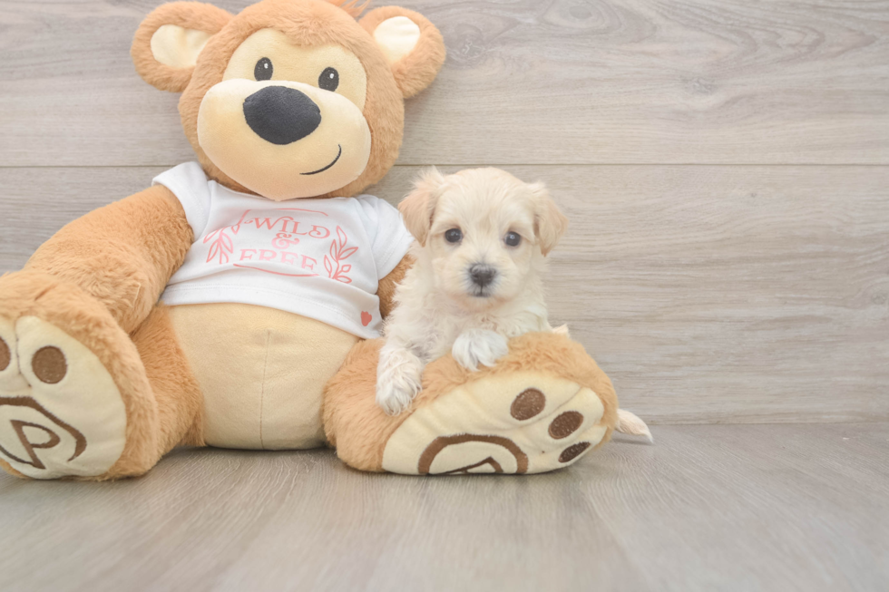 Best Maltipoo Baby