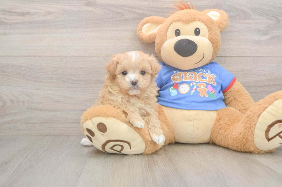 5 week old Maltipoo Puppy For Sale - Simply Southern Pups