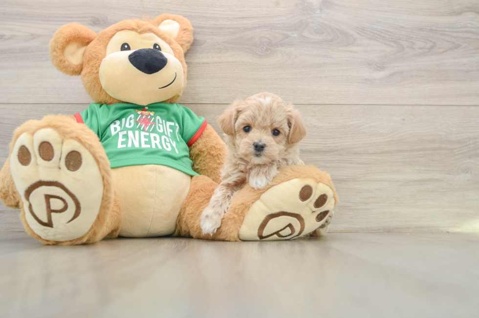 5 week old Maltipoo Puppy For Sale - Simply Southern Pups