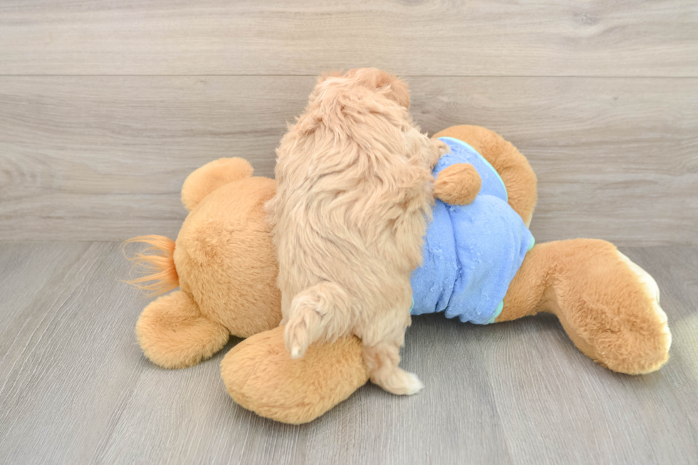 Maltipoo Pup Being Cute