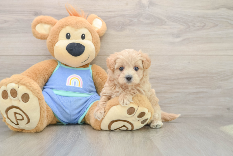 Maltipoo Puppy for Adoption