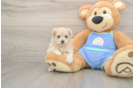 Friendly Maltipoo Baby