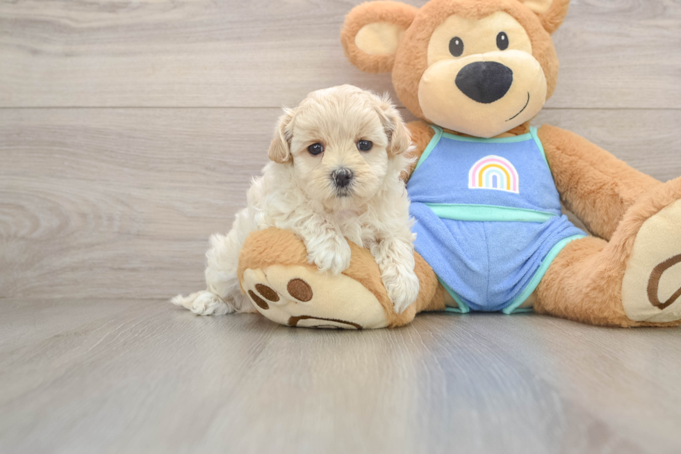 Best Maltipoo Baby