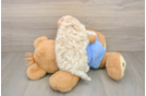 Best Maltipoo Baby
