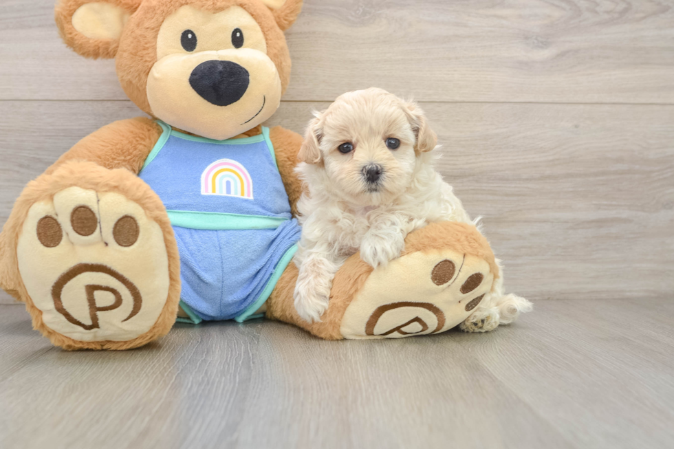 Energetic Maltidoodle Poodle Mix Puppy
