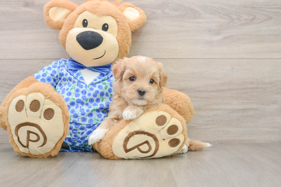 Maltipoo Pup Being Cute